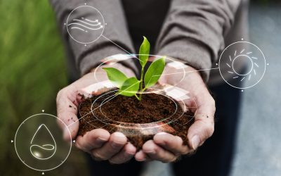 Agricultura Intensiva vs. Agricultura Extensiva: ¿Cuál es la Mejor Opción para tu Plantación?
