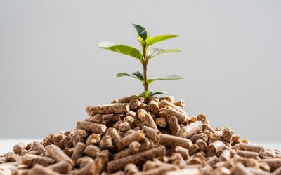 Abono Orgánico vs. Abono Inorgánico: Entendiendo la Nutrición de tu Cultivo