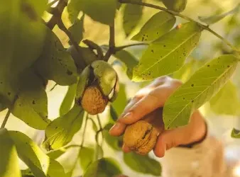 Cómo cultivar nogales
