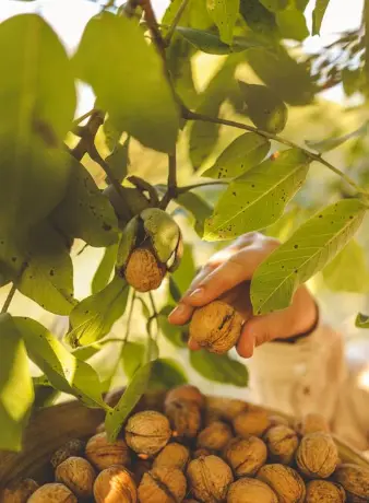 como cultivas nogales