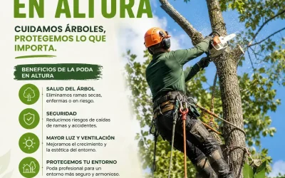 Técnicas de poda en altura y como aplicarlas