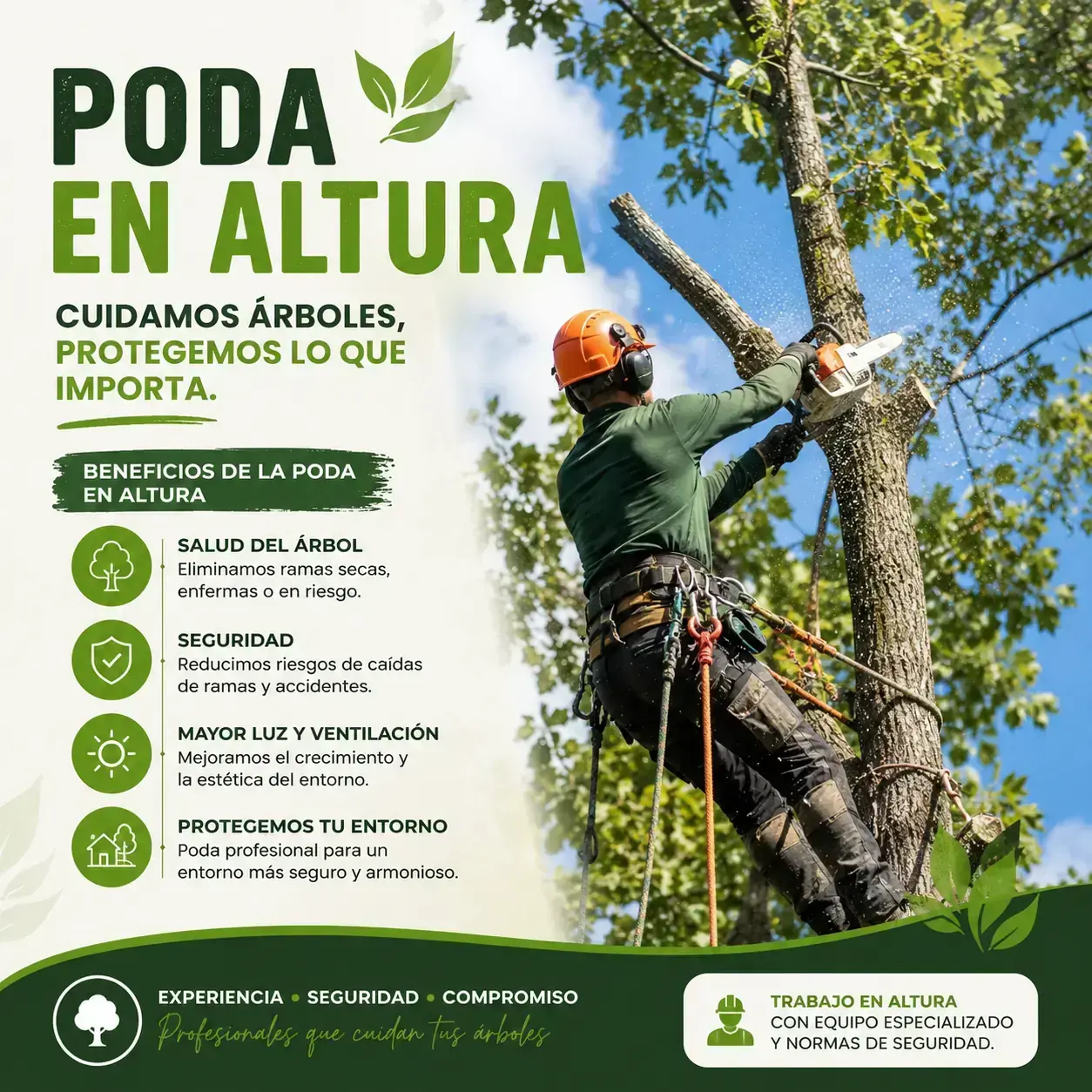 poda en altura poda en altura de los nogales